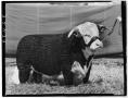 Photograph: Noe's Baca Prince 2nd, Hereford Bull