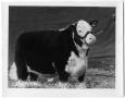 Photograph: Champion Hereford Steer
