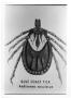 Thumbnail image of item number 1 in: 'Gulf Coast Tick'.