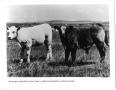 Photograph: Beefalo Heifer and Bull Calf
