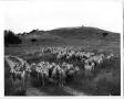 Photograph: Angora Goats on Pig Foot Ranch
