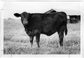 Photograph: Black Cow in a Grassy Field