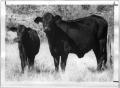 Photograph: Black Cow and Calf