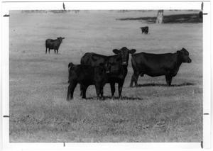 Primary view of object titled 'Black Cows and a Calf'.