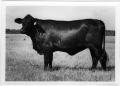 Photograph: Large Black Cow