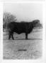 Photograph: Large Black Cow