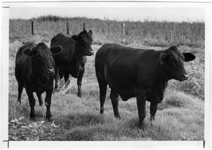 Primary view of John Anderson Herd, 1970