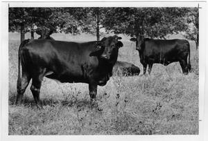 Primary view of Leonard Ranch Brangus Cattle, 1970