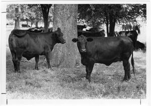 Primary view of object titled 'John Anderson Herd, 1970'.