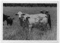 Photograph: [Cattle in a pasture]
