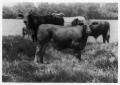 Photograph: [Cattle in a pasture]