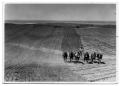 Photograph: [Man preparing field with six mules]