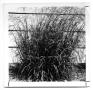 Photograph: [Photograph of a Kleingrass Plant]