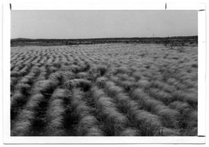 Primary view of object titled '[Field of Lovegrass]'.