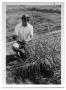 Photograph: [Photograph of Man in Buffel Grass]