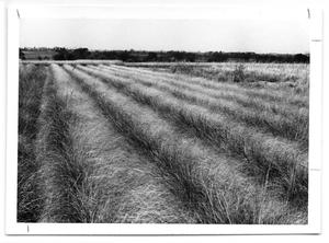 Primary view of object titled '[Field of Lovegrass]'.