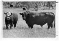 Primary view of Angus Cows