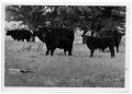 Photograph: Angus Cow and Calves