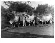 Photograph: Farmhand with Three Cows