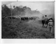 Photograph: Cowboys Herding Cattle