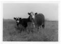 Photograph: Steer and Calf