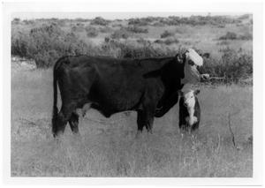 Primary view of object titled 'Steer and Calf'.