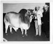 Photograph: Reserve Grand Champion Bull - 7th National Brahman Show