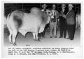 Photograph: Grand Champion Brahman Bull of 1964 Houston Livestock Show and Rodeo