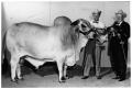 Photograph: Grand Champion Brahman Bull - Houston Livestock Show