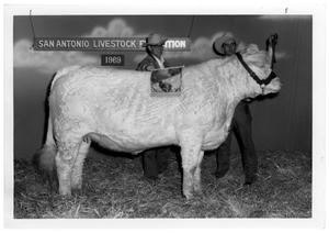 Primary view of object titled 'Award-Winning Bull at San Antonio Livestock Exposition'.
