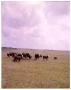 Photograph: Crossbreds on Pasture at Heep Ranch