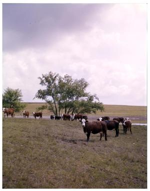 Primary view of object titled 'Crossbreds on Pasture at Heep Ranch'.