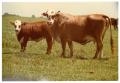 Photograph: Crossbred Cows
