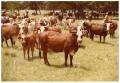 Photograph: Crossbred Cattle Herd
