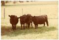 Photograph: Four Black Crossbred Cows in Pasture