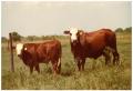 Photograph: Crossbred Cows in Pasture