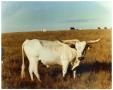 Thumbnail image of item number 1 in: 'Large Bull in a Field'.