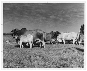 Primary view of object titled 'Brahman Herd in a Field'.