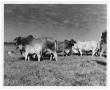 Thumbnail image of item number 1 in: 'Brahman Herd in a Field'.