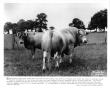 Photograph: Blonde d'Aquitaine Cow and Bull
