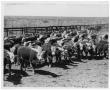 Photograph: Cattle in a Corral