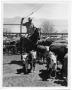 Photograph: Cowboy Preparing to Rope a Calf