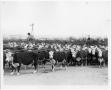 Primary view of Cattle in a Corral