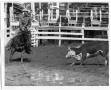 Primary view of Steer Facing Off a Rider