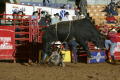 Primary view of [Bucking Bull at Cowtown Coliseum]
