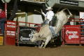Thumbnail image of item number 1 in: '[Bull Riding at Cowtown Coliseum]'.
