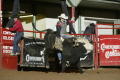 Primary view of [Bull Riding at Cowtown Coliseum]