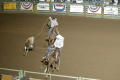 Primary view of [Event at the Cowtown Coliseum, roping a calf]