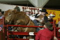 Thumbnail image of item number 1 in: '[Bull riding at the Cowtown Coliseum]'.