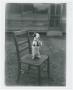 Primary view of [Photograph of a Dog on a Chair]